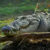 chitwan crocodile