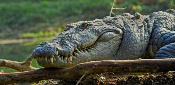 chitwan crocodile
