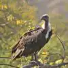 Bird watching in Nepal