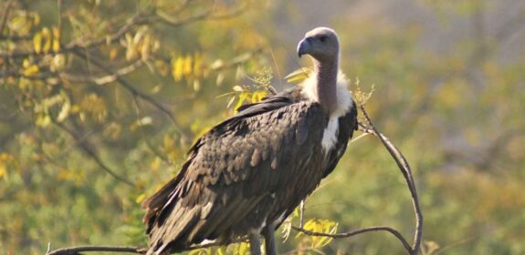 Bird watching in Nepal