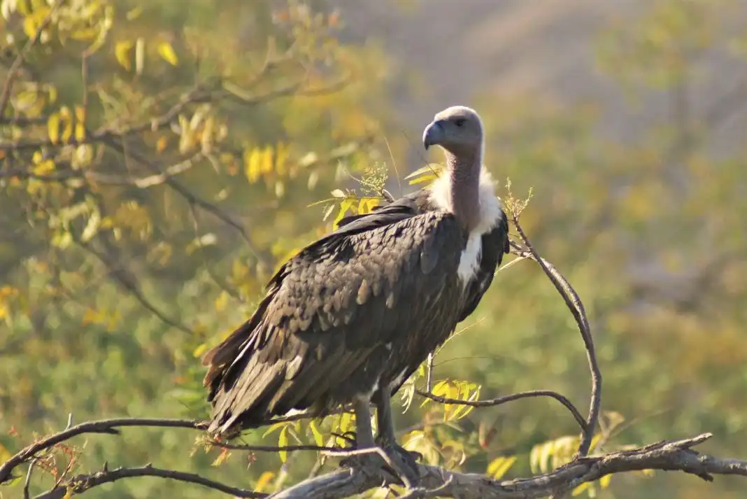 Bird watching in Nepal