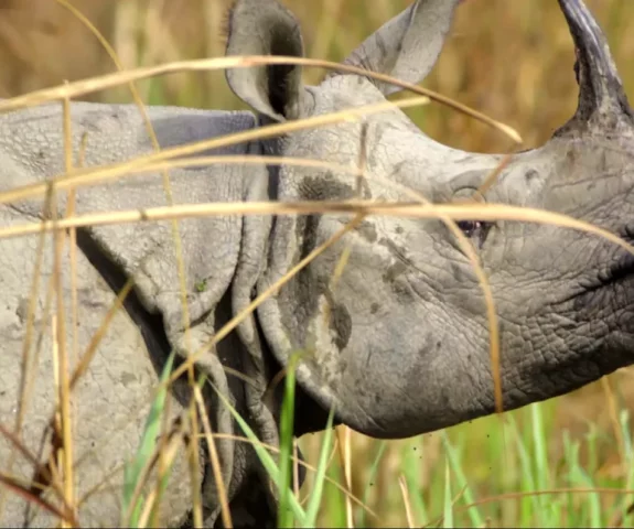 One Horn Rhino
