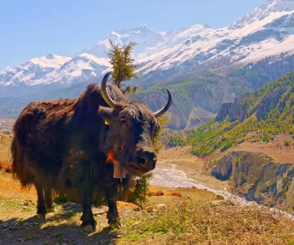 Yak during the trek