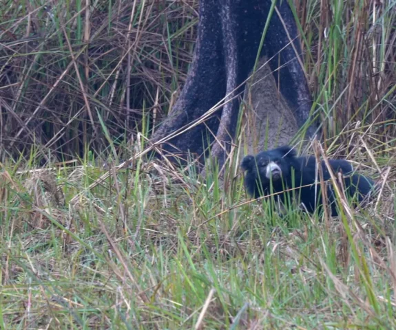 Bear at Chitwan