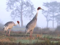 Bardiya National Park Jungle Safari