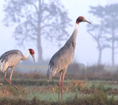 Bardiya National Park Jungle Safari