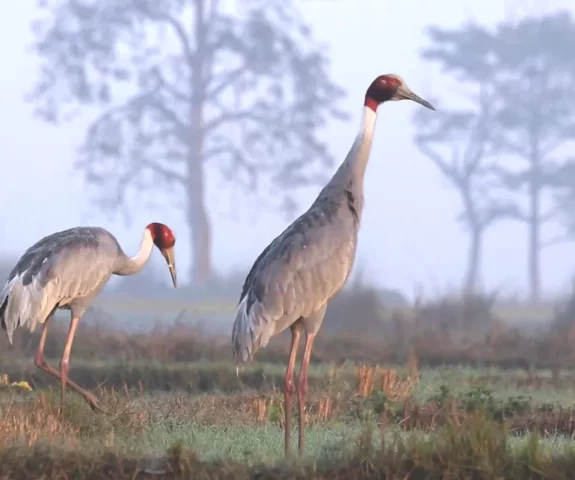 Bardiya National Park Jungle Safari