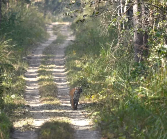 Chitwan Tiger
