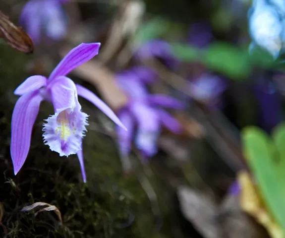 Orchid