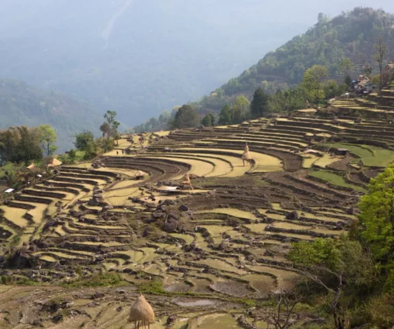 Rice Field