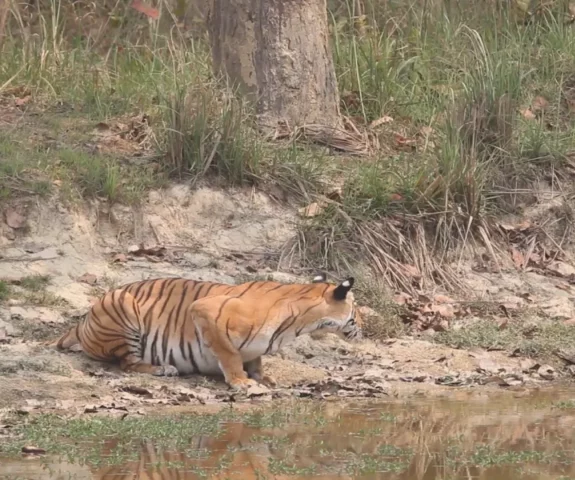 Tiger in bardia