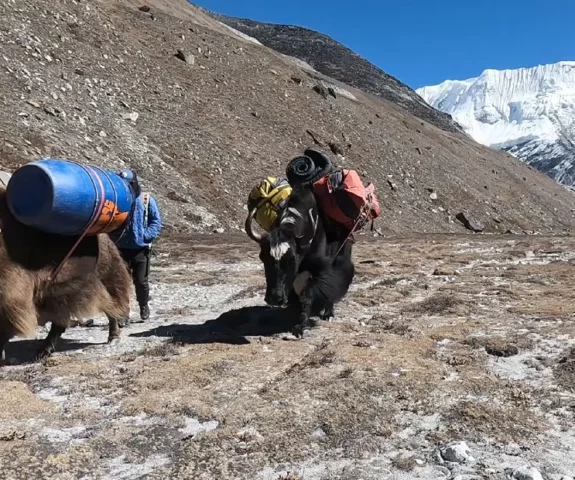 Yak on Island Peak