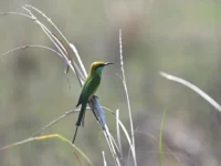 bird