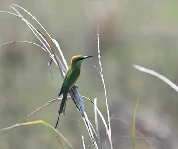 bird