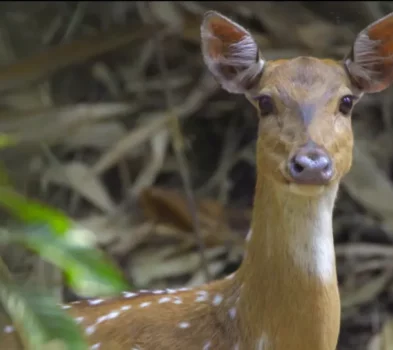 deer at chitwan