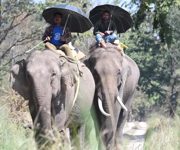 Elephant back Safari