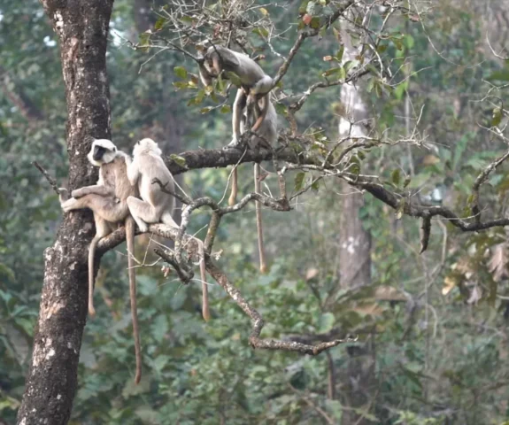 monkey at Chitwan