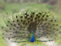 Chitwan Package Tour – 2 Nights 3 Days