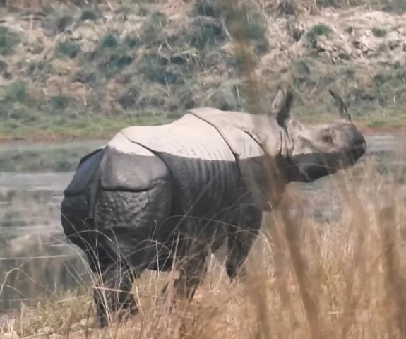 Rhino