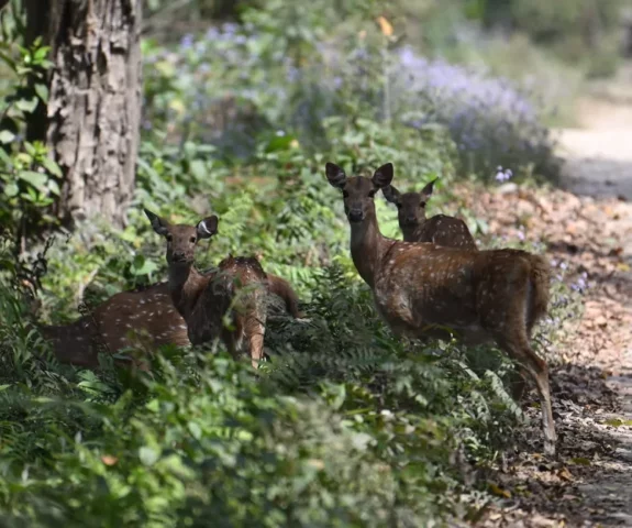 Bardiya National Park Jungle Safari