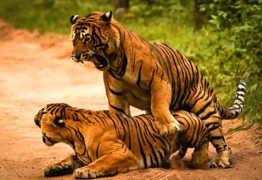 Chitwan Package Tour