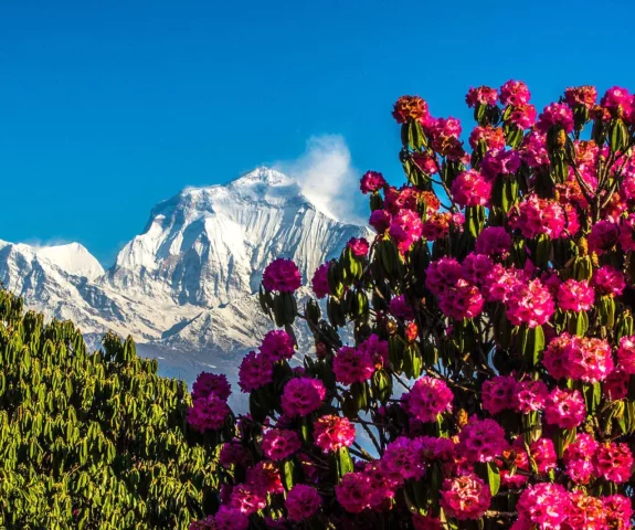 Dhaulagiri view from poonhill