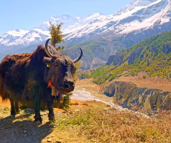 Yak during the trek