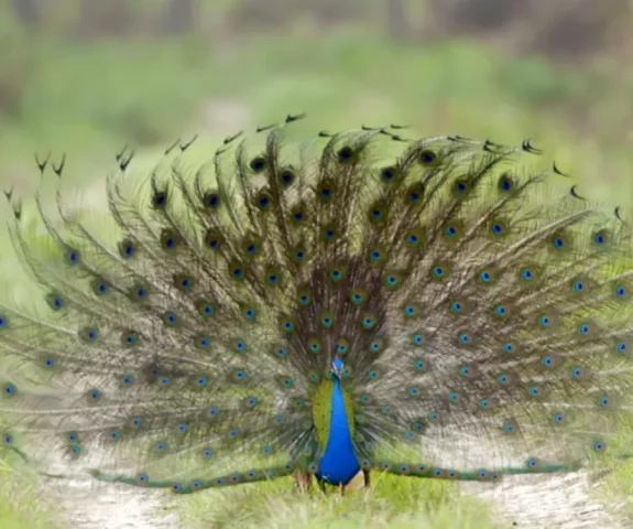 Peacock dance