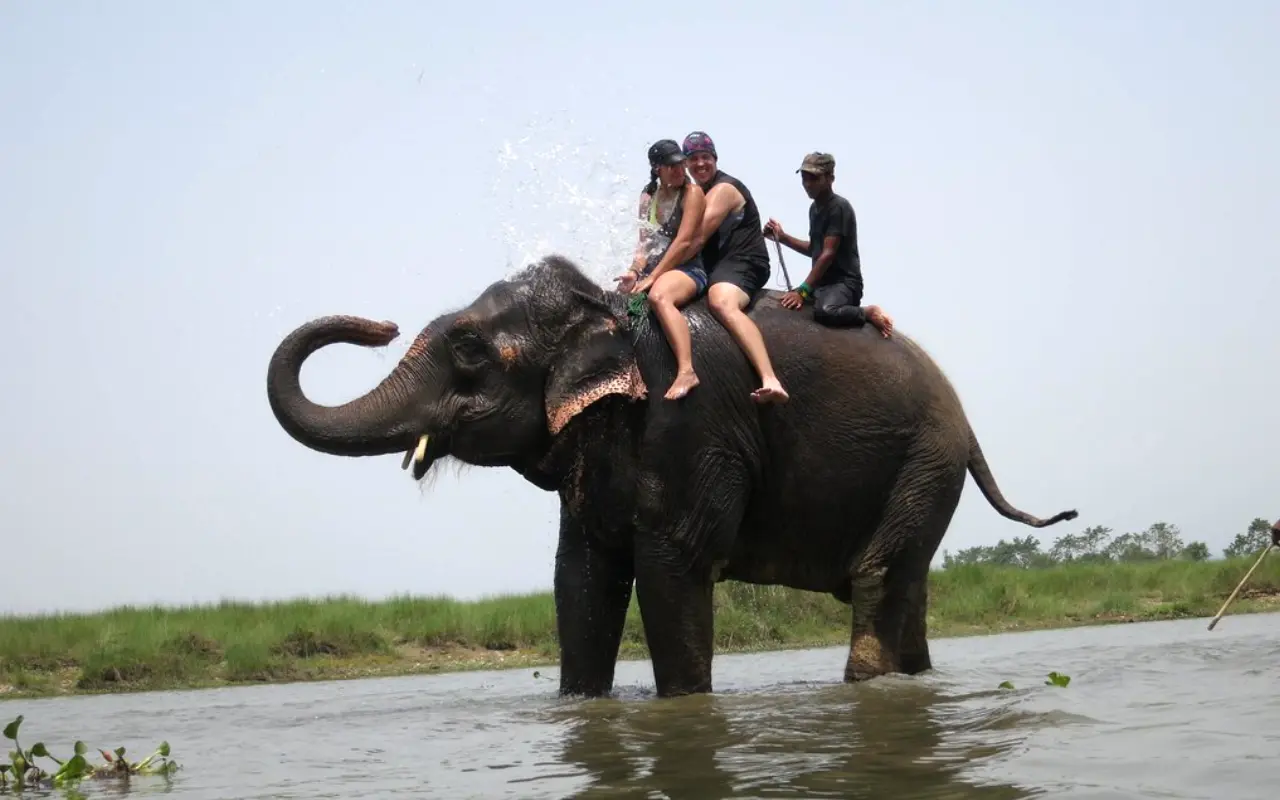 Foreign Couple Enjoying Elephant Safari in Chitwan National Park