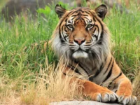 Royal Bangal Tiger in Chitwan