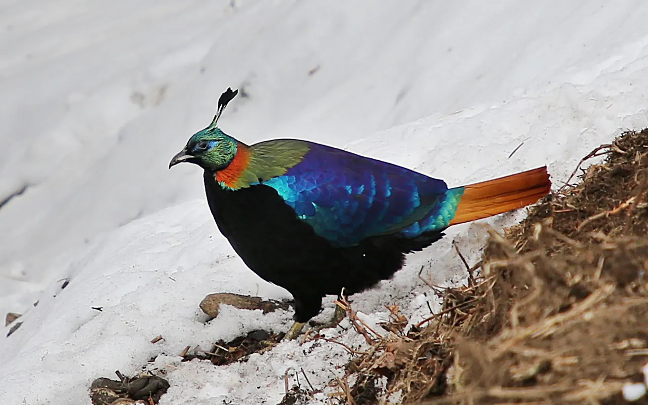 Himalayan Monal (Danphe)