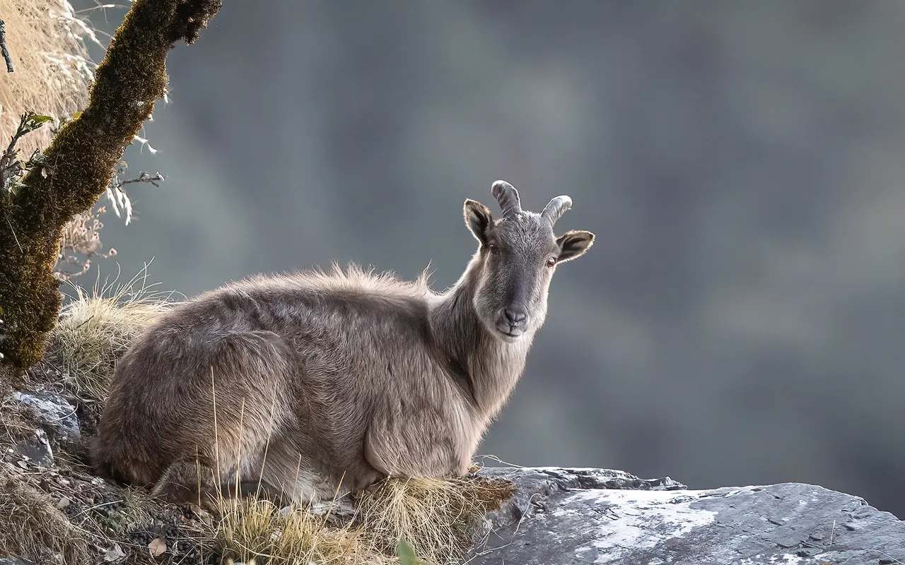 Animals That Live on Mount Everest and Their Survival Secrets
