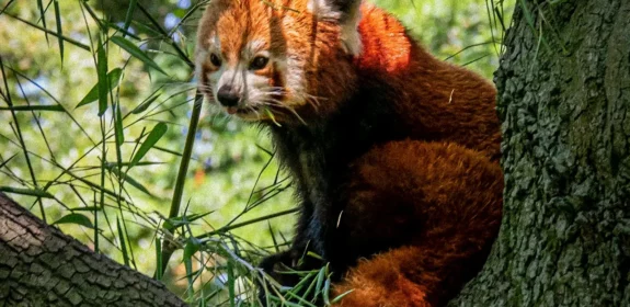 Animals That Live on Mount Everest and Their Survival Secrets