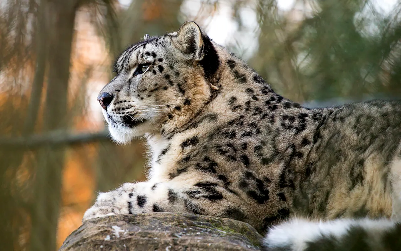 Snow Leopard