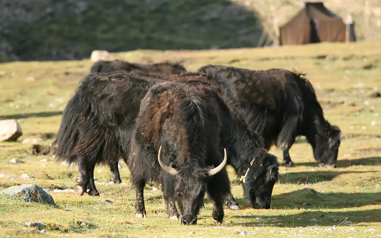 Yak