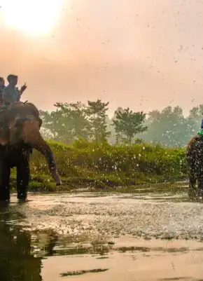 Elephant Safari in Chitwan National Park