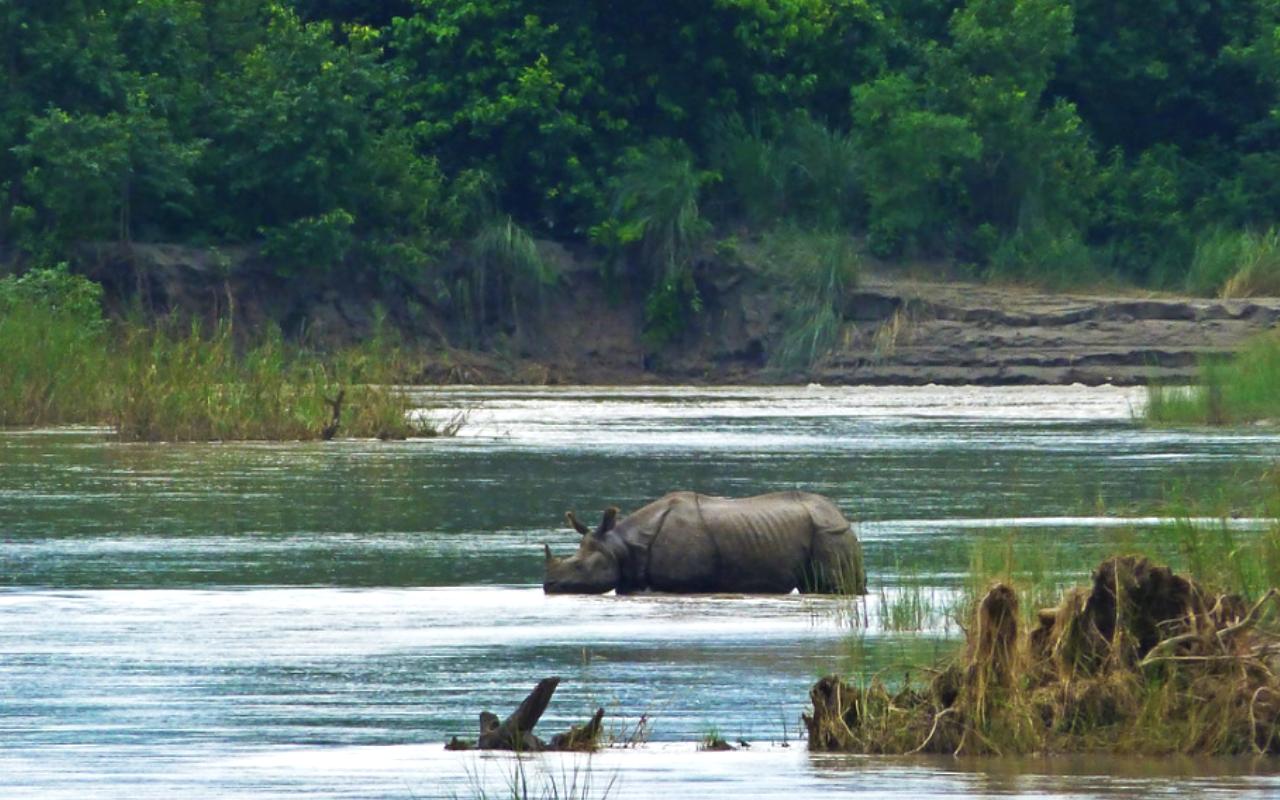 One Horned Rhino spotted in Bardia National ParkOne Horned Rhino spotted in Bardia National Park