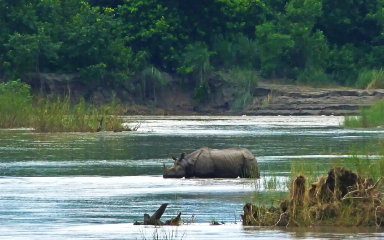 One Horned Rhino spotted in Bardia National ParkOne Horned Rhino spotted in Bardia National Park