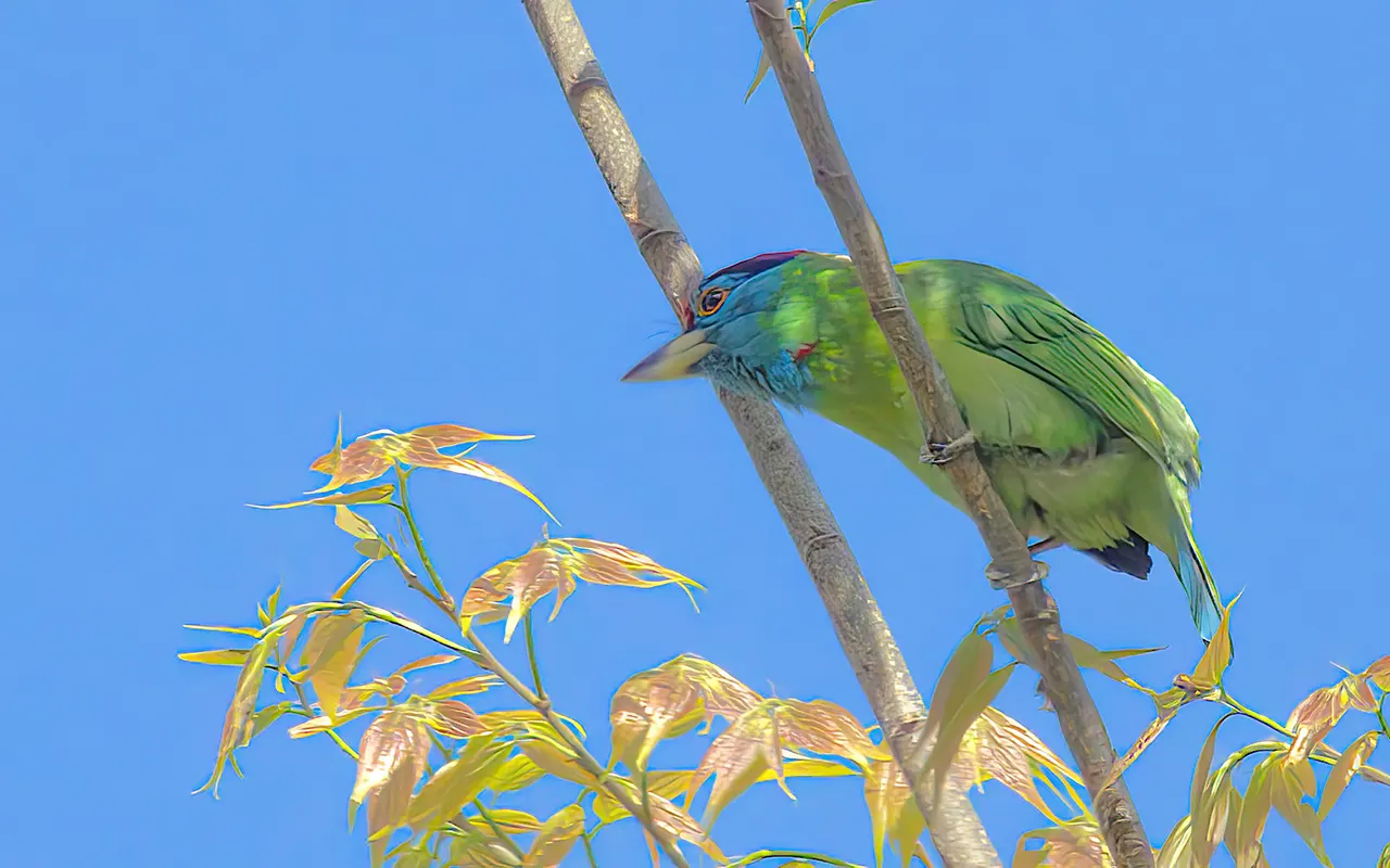 Phulchowki Bird Watching