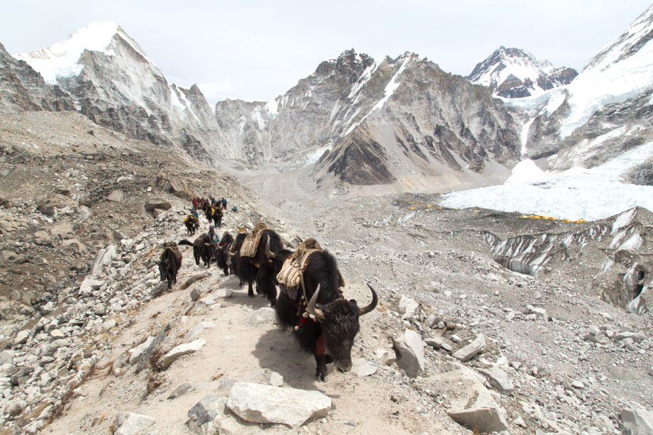 Yak at Everest